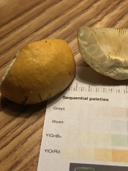 Russula katarinae