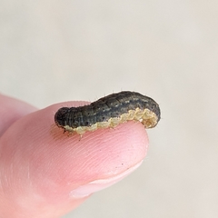 Spodoptera frugiperda