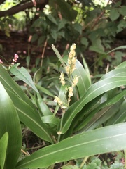 Sorghinae