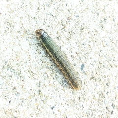 Spodoptera frugiperda