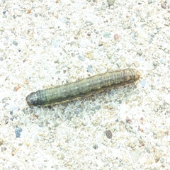 Spodoptera frugiperda