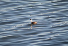 Aechmophorus clarkii