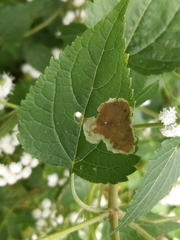 Calycomyza eupatoriphaga