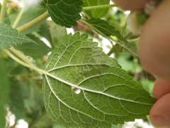 Calycomyza eupatoriphaga