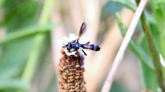 Cylindromyia bicolor