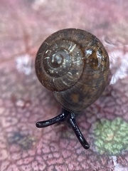 Excellaoma melbournensis