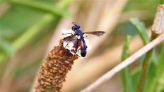 Cylindromyia bicolor