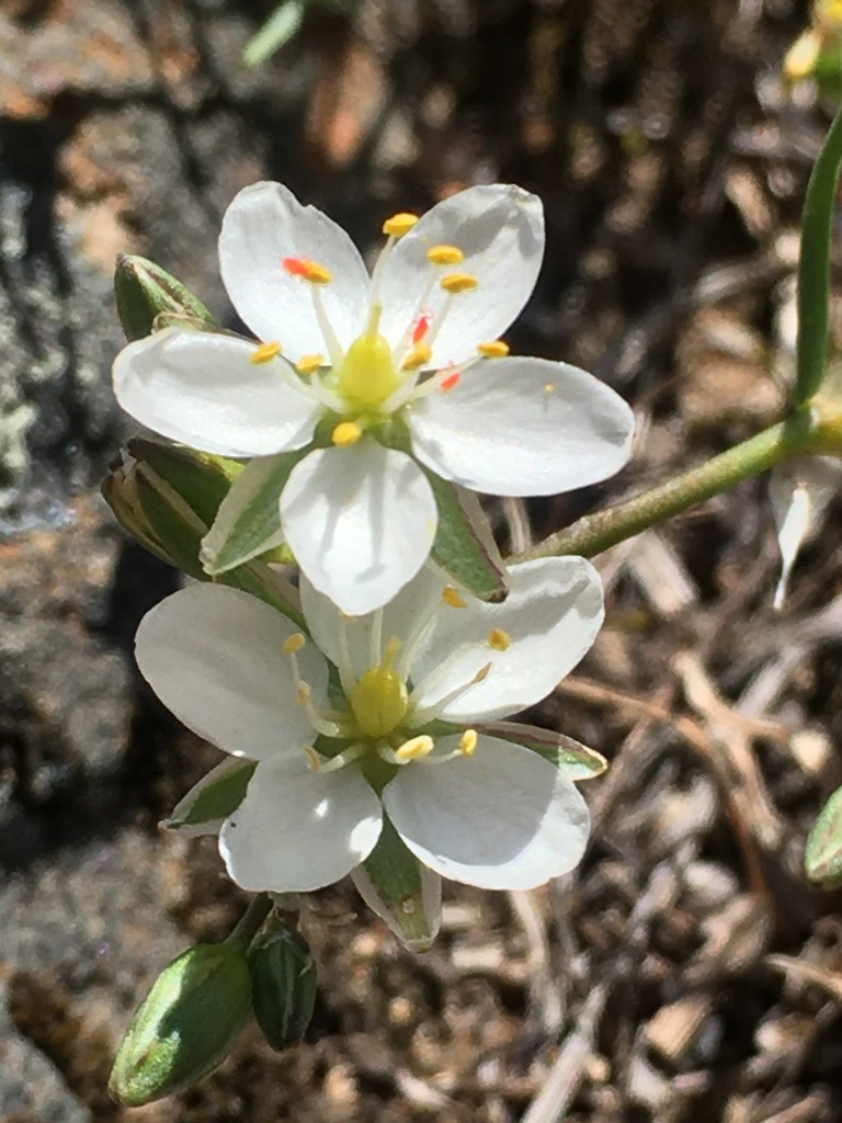 Spergularia depauperata