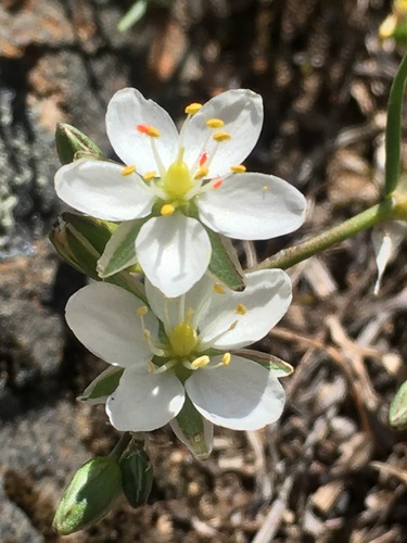 Spergula depauperata