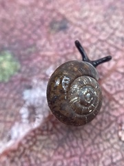 Excellaoma melbournensis