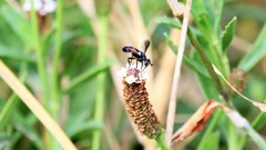 Cylindromyia bicolor