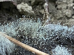 Mycotypha