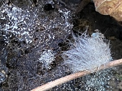 Mycotypha