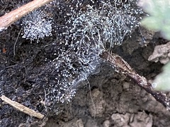 Mycotypha