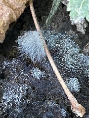 Mycotypha