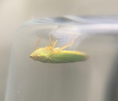 Draeculacephala angulifera