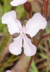 Stylidium affine