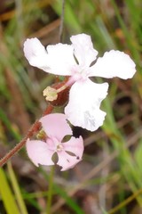 Stylidium affine