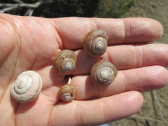 Helminthoglypta walkeriana