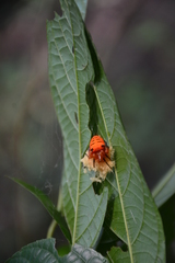 Acusilas malaccensis