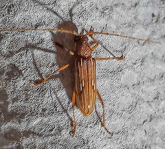 Eburodacrys punctipennis