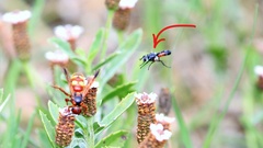 Cylindromyia bicolor