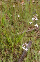 Stylidium affine