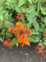 Pseudogynoxys chenopodioides