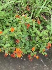 Pseudogynoxys chenopodioides