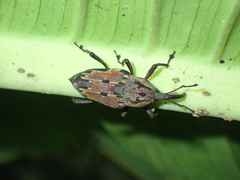 Cactophagus imitator