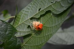 Acusilas malaccensis