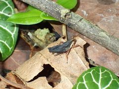 Batrachidea