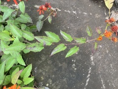 Pseudogynoxys chenopodioides