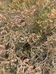 Sesuvium edmonstonei