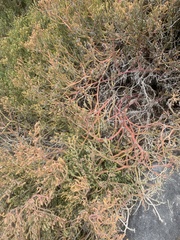 Sesuvium edmonstonei