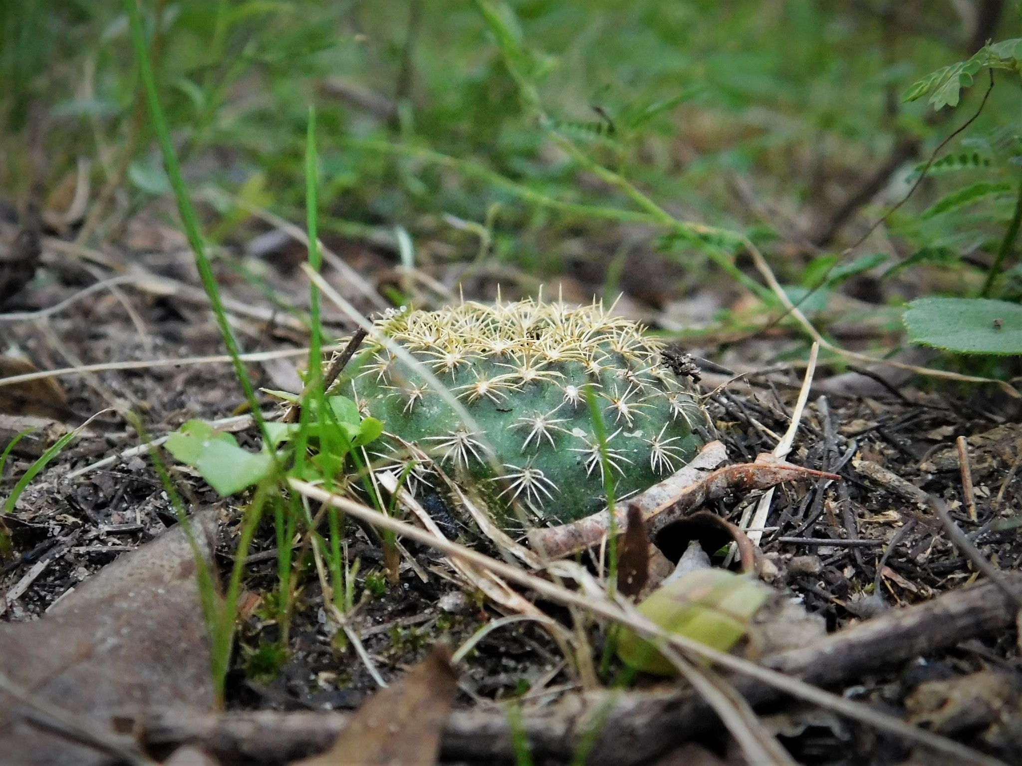 Imagem de Cacto-fraileia