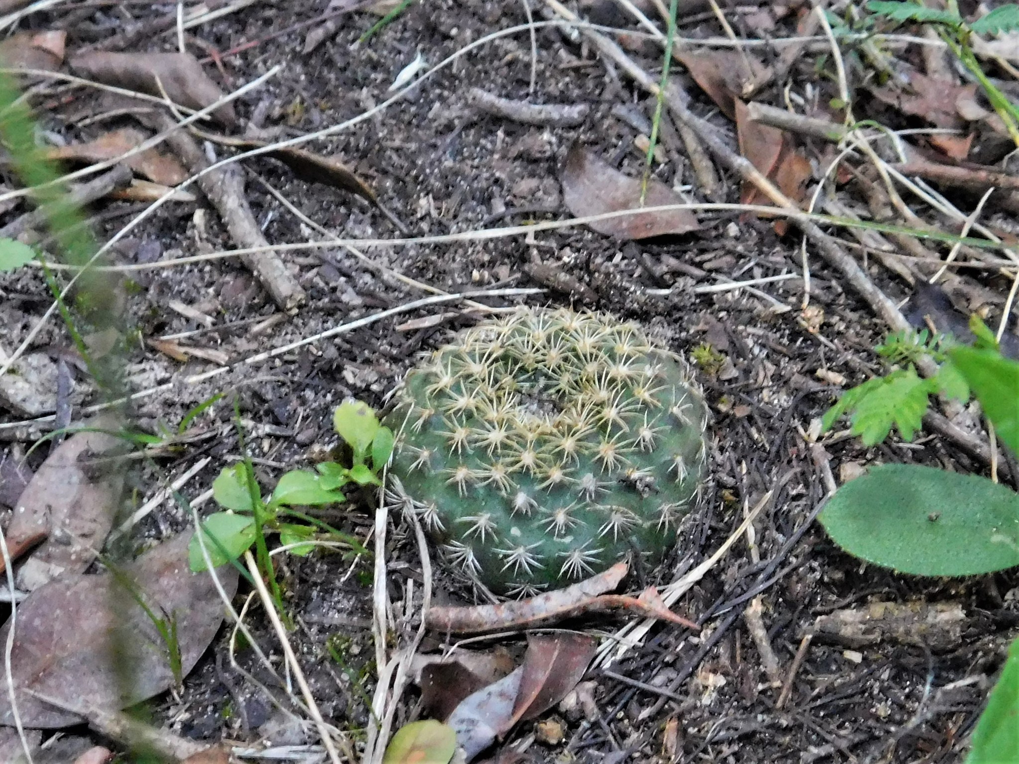 Imagem de Cacto-fraileia