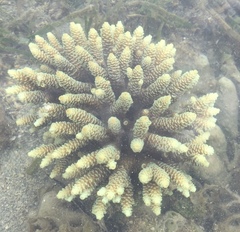 Acropora millepora