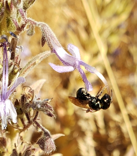 iNaturalist observation photo of Small Carpenter Bees