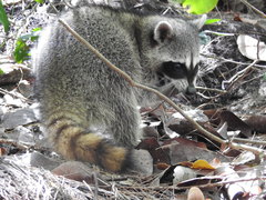 Procyon pygmaeus