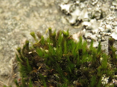 Bryophyta