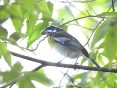 Spindalis zena benedicti