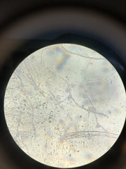 Pseudosydowia