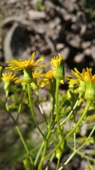 Senecio pinnatus