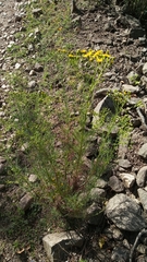 Senecio pinnatus