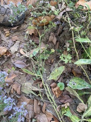 Coleosporium elephantopodis