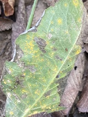 Coleosporium elephantopodis