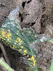 Coleosporium elephantopodis