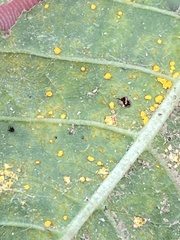 Coleosporium elephantopodis