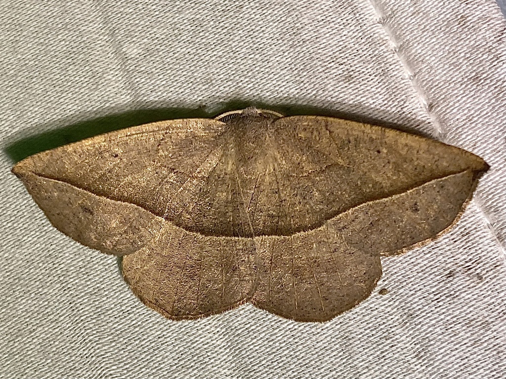 Dark-edged Eusarca Moth